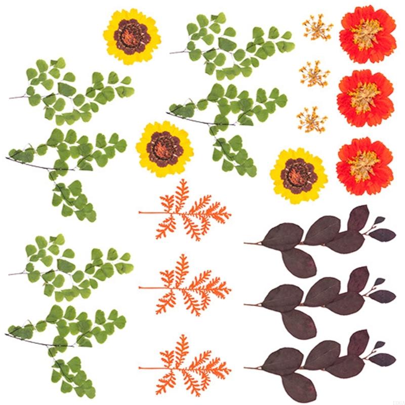 Natural Pressed Dried Flower F - Resin Craft Ideas ulasan dan harga