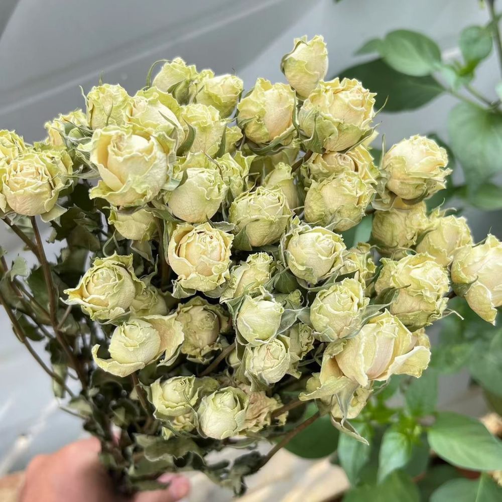 Real Preserved Roses Dried Flo - Resin Craft Ideas ulasan dan harga