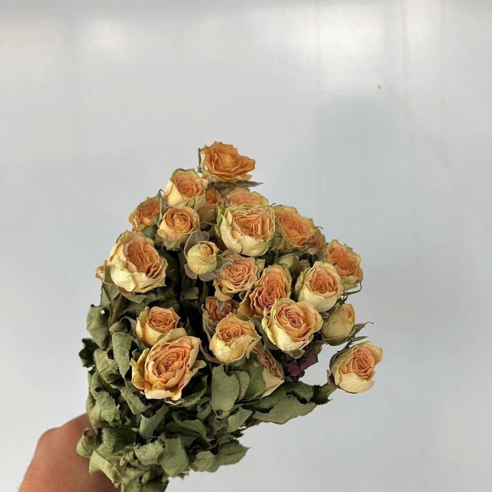 Real Preserved Roses Dried Flo - Resin Craft Ideas ulasan dan harga