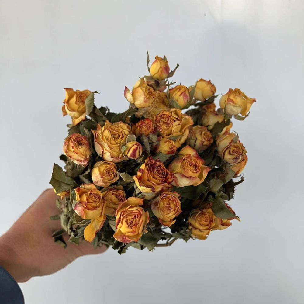 Real Preserved Roses Dried Flo - Resin Craft Ideas ulasan dan harga